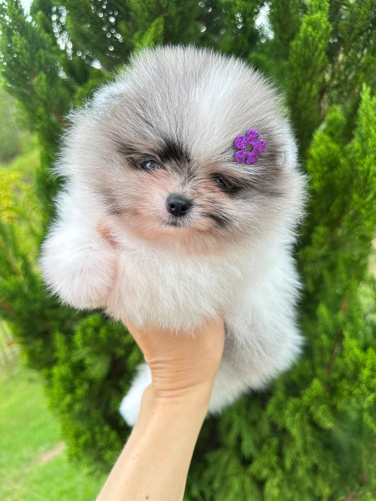 Filhote macho de Lulu da Pomerânia Particolor Branco e Preto