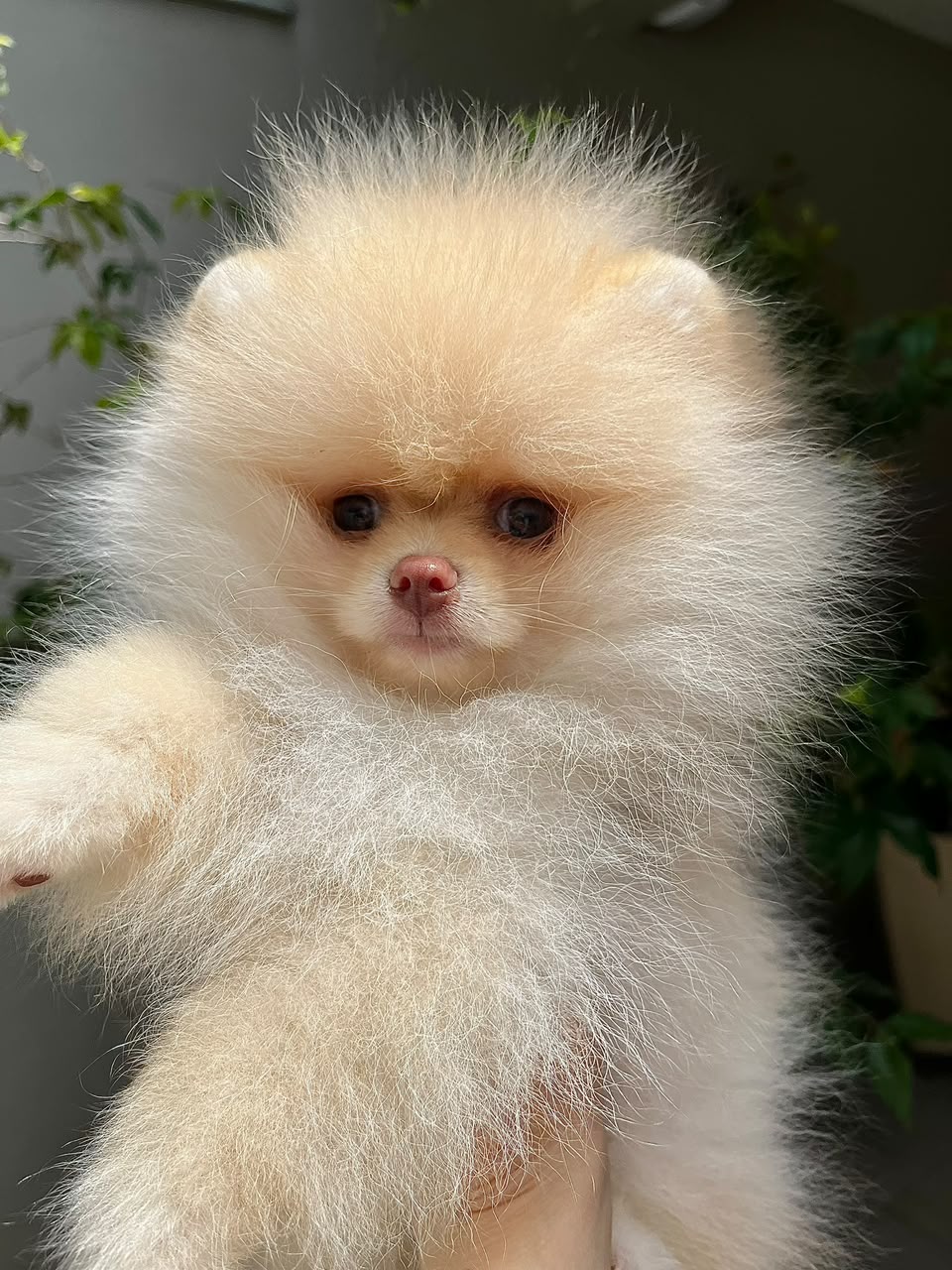 Filhote de Lulu da Pomerânia Creme do Canil Vilaggio di Lucca