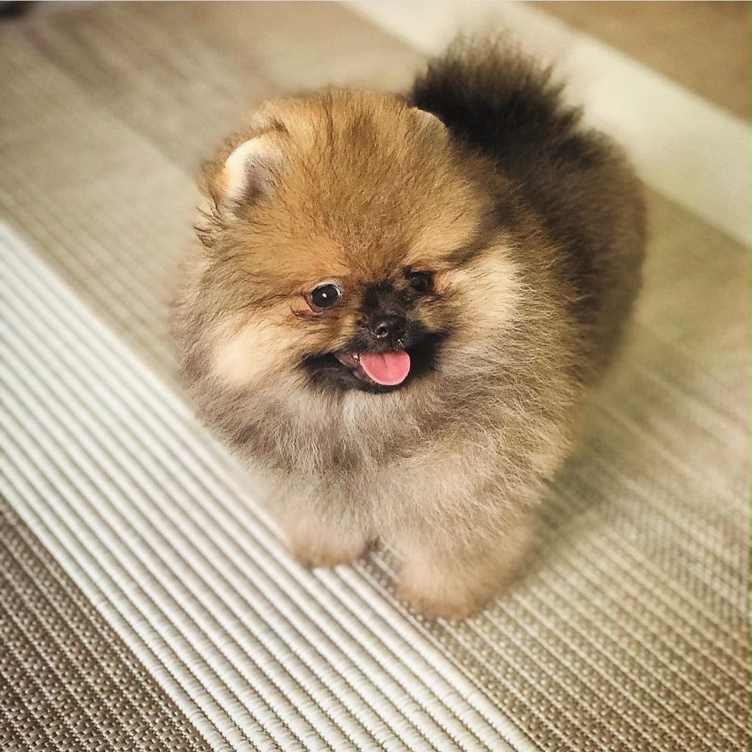 Filhote macho de Lulu da Pomerânia Laranja Sable Anão